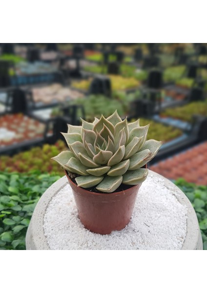 Echeveria Sukulent