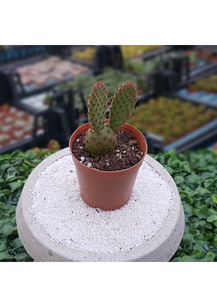 Opuntia Microdasys Red Tavşan Kulağı Kaktüs