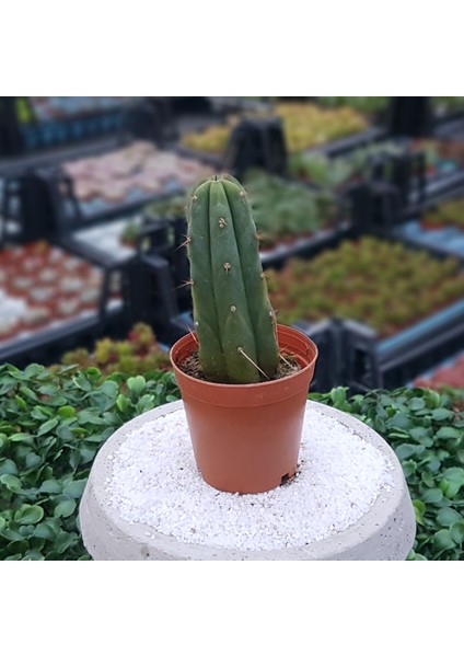 Trichocereus Bridgesii Kaktüs