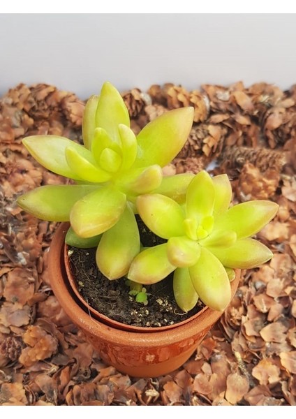 Sedum Nussbaumerianum Sukulent