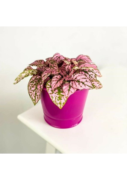 Hypoestes - Hostes Çiçeği Rose ( 5.5 cm Saksı )