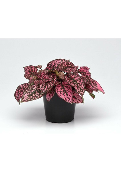 Hypoestes - Hostes Çiçeği Rose ( 5.5 cm Saksı ) fiyatları