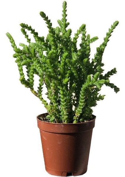 Crassula Muscosa Prenses Çamı Sukulent