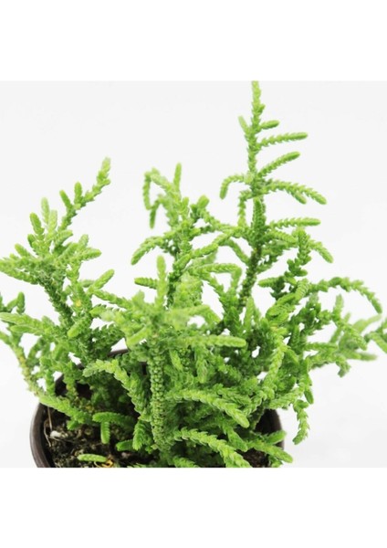 Crassula Muscosa Prenses Çamı Sukulent