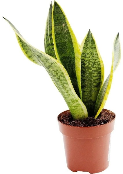 Sansevieria Paşa Kılıcı Peygamber Cicegi