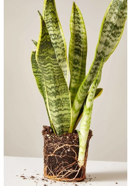 Sansevieria Paşa Kılıcı Peygamber Cicegi