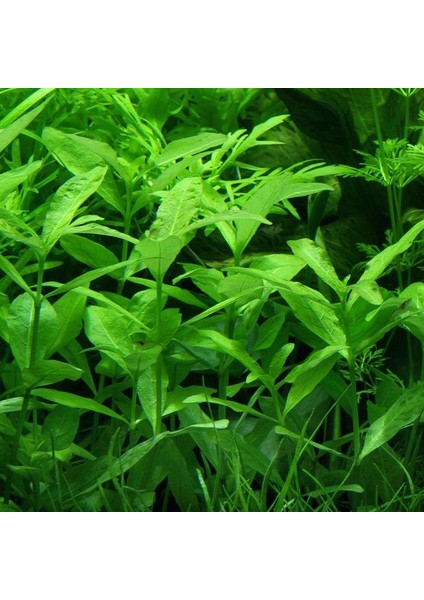 Hygrophila Polysperma Zeytin Akvaryum Bitkisi 5 Dal