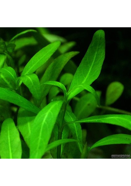 Hygrophila Polysperma Zeytin Akvaryum Bitkisi 5 Dal