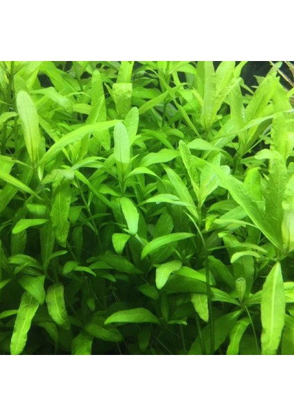 Hygrophila Polysperma Zeytin Akvaryum Bitkisi 5 Dal