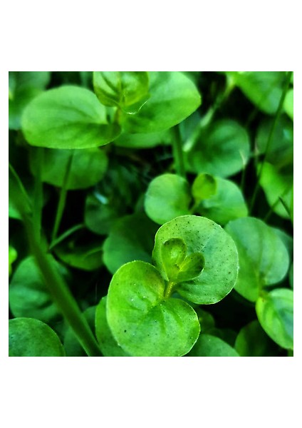 Lysimachia Nummularia Sp Green Akvaryum Bitkisi,canlı Bitki 5 Dal