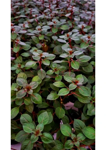 Ludwigia Repens (Gül) Akvaryum Bitkisi 5 Dal