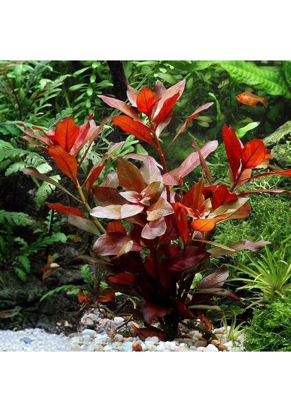 Ludwigia Repens (Gül) Akvaryum Bitkisi 5 Dal