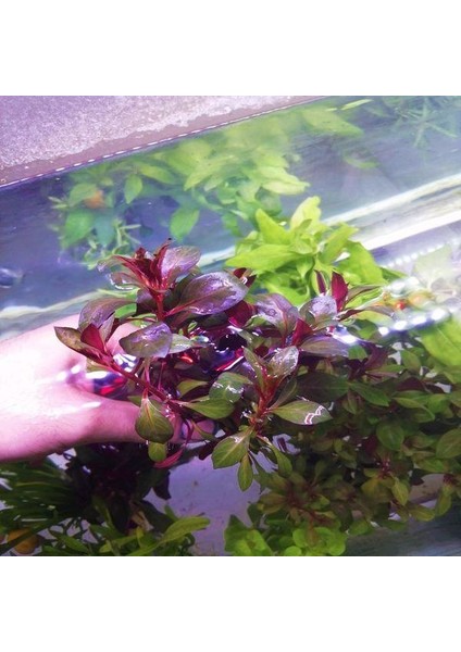 Ludwigia Grandulosa Akvaryum Bitkisi 5 Dal