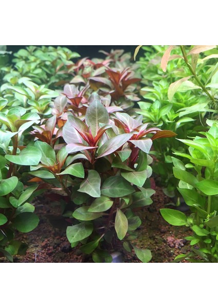 Ludwigia Grandulosa Akvaryum Bitkisi 5 Dal