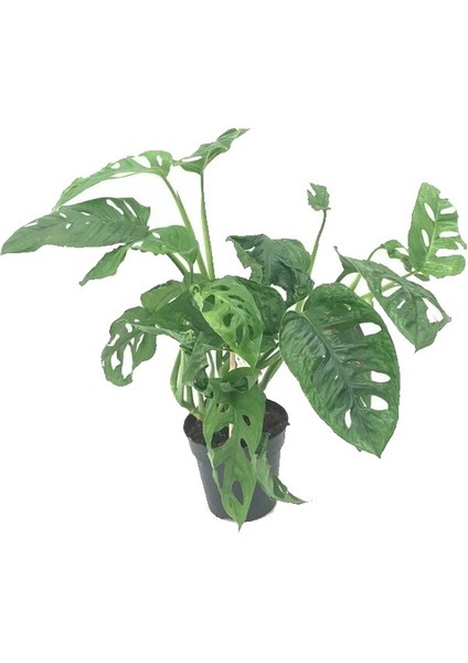 Monkey Monstera, Deve Tabanı, Delikli Yaprak