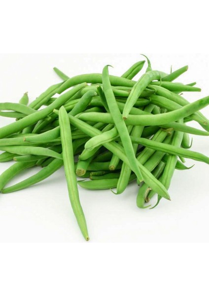 Tegen Taze Oturak Fasulye Tohumu-50 Gram