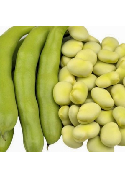 Erkenci Hilal Bakla Tohumu-50 Gram