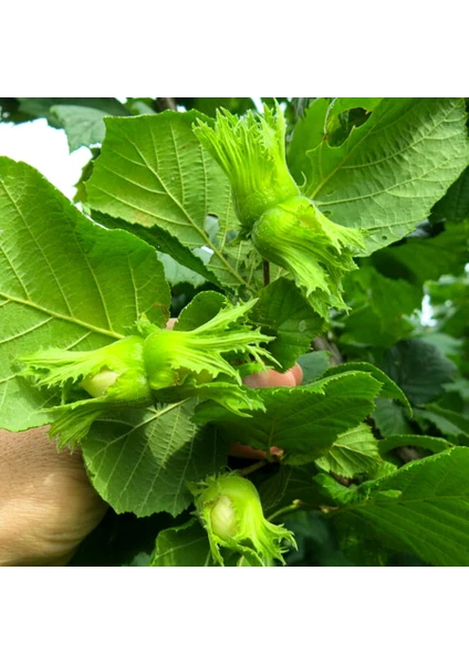 Tüplü Yağlı Verimli Giresun Yağlısı Fındık Fidanı