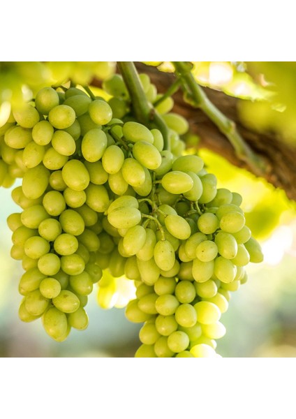Tüplü Kokulu Aromalı Italia Italyan Üzüm Fidanı