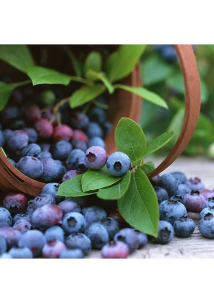 Tüplü Lipaka Darrow Blueberry Yaban Mersini Fidanı