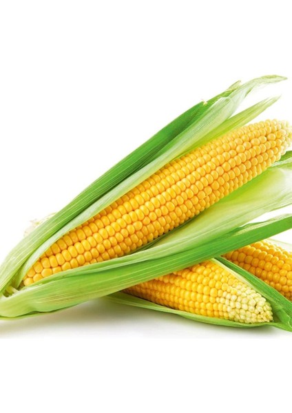Tatlı Şeker Gibi Süt Mısır Tohumu-25 Gram