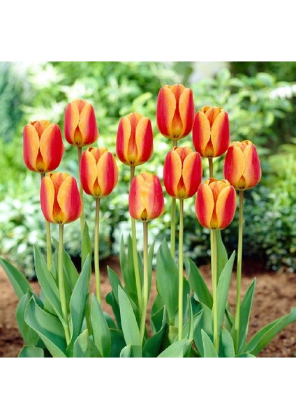 Apeldoorn Elite Lale Soğanı-5 Adet