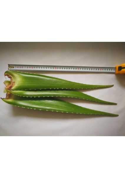 Akdeniz Aloe Vera Aloe Vera Jel Için 500 gr Taze Yaprak