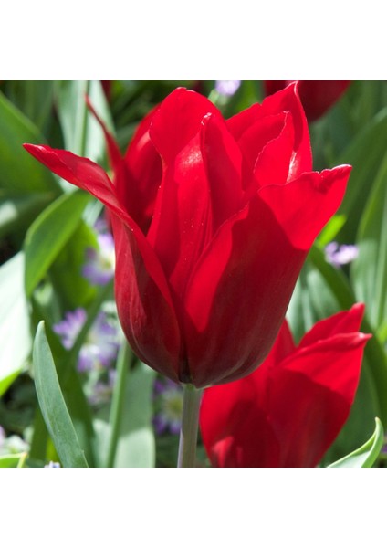 Pretty Woman Kırmızı Sivri Uçlu Lale Soğanı-5 Adet