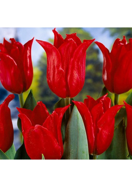 Pretty Women Kırmızı Sivri Uçlu Lale Soğanı-5 Adet