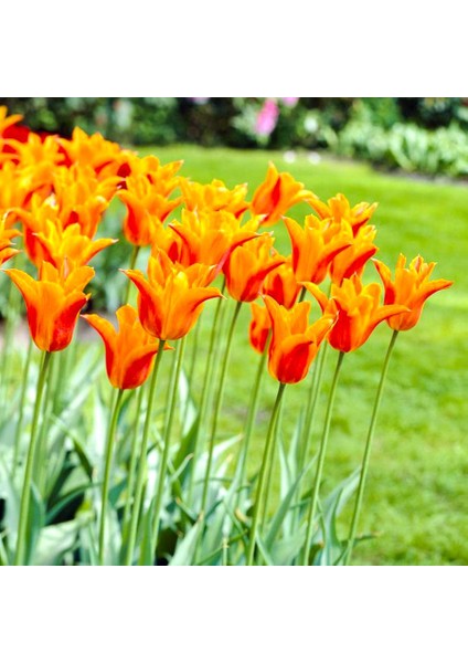 Turuncu Greetje Smit Sivri Uçlu Lale Soğanı-5 Adet