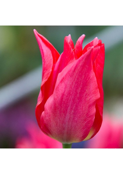 Göz Alıcı Pembe Pretty Lady Sivri Uçlu Lale Soğanı-5 Adet