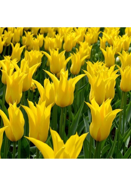 Yellow La Perla Sarı Sivri Uçlu Lale Soğanı-5 Adet