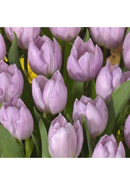 Candy Prince Lale Soğanı-5 Adet