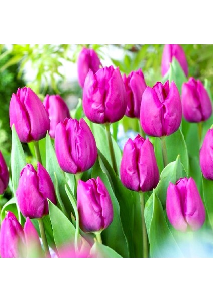 Purple Prince Mor Lale Soğanı-5 Adet