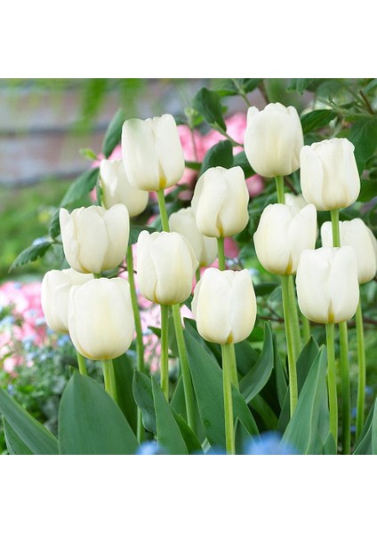 Kar Beyazı Antarctica Lale Soğanı-5 Adet