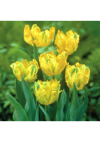 Yeşil Sarı Fırfırlı Crispy Gold Lale Soğanı-5 Adet