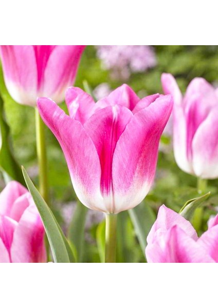 Pink White Royal Ten Lale Soğanı-5 Adet