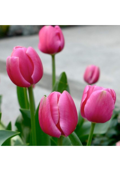 Pembe Carola Lale Soğanı-5 Adet