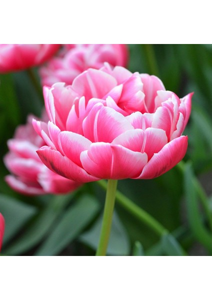 Pink Columbus Katmerli Lale Soğanı-5 Adet