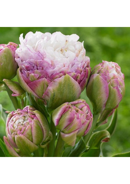 Pembe Krem Sweet Desire Katmerli Lale Soğanı-5 Adet