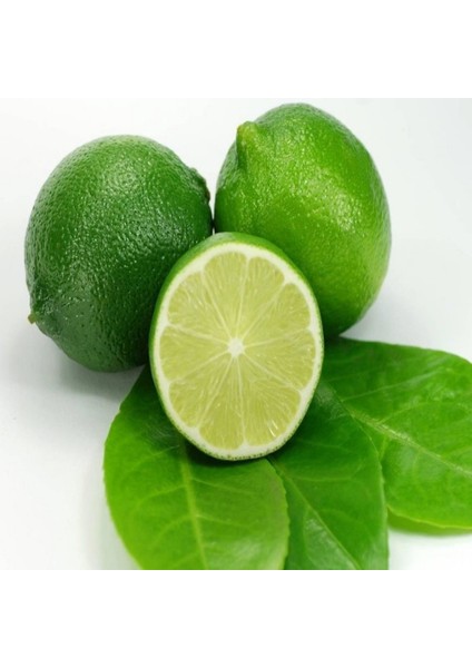 2 Yaş Tüplü Çekirdeksiz Meksika Lime Limon Fidanı