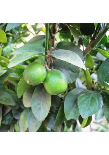 2 Yaş Tüplü Çekirdeksiz Meksika Lime Limon Fidanı