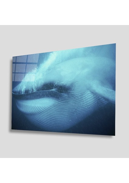 Sualtı Canlıları Cam Tablo 4mm Dayanıklı Temperli Cam