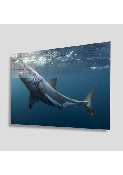 Sualtı Canlıları Cam Tablo 4mm Dayanıklı Temperli Cam