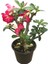 Adenium Obesum (Çöl Gülü) 1