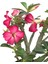 Adenium Obesum (Çöl Gülü) 2