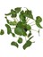 - Pilea Peperomioides - Ev ve Ofis Bitkisi 2