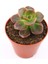 Echeveria Chorama 5.5 cm Saksı 1