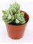 Crassula Moonglow 5.5 cm Saksıda 2