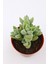 Crassula Moonglow 5.5 cm Saksıda 3